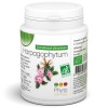 Harpagophytum Bio (Griffe du diable)